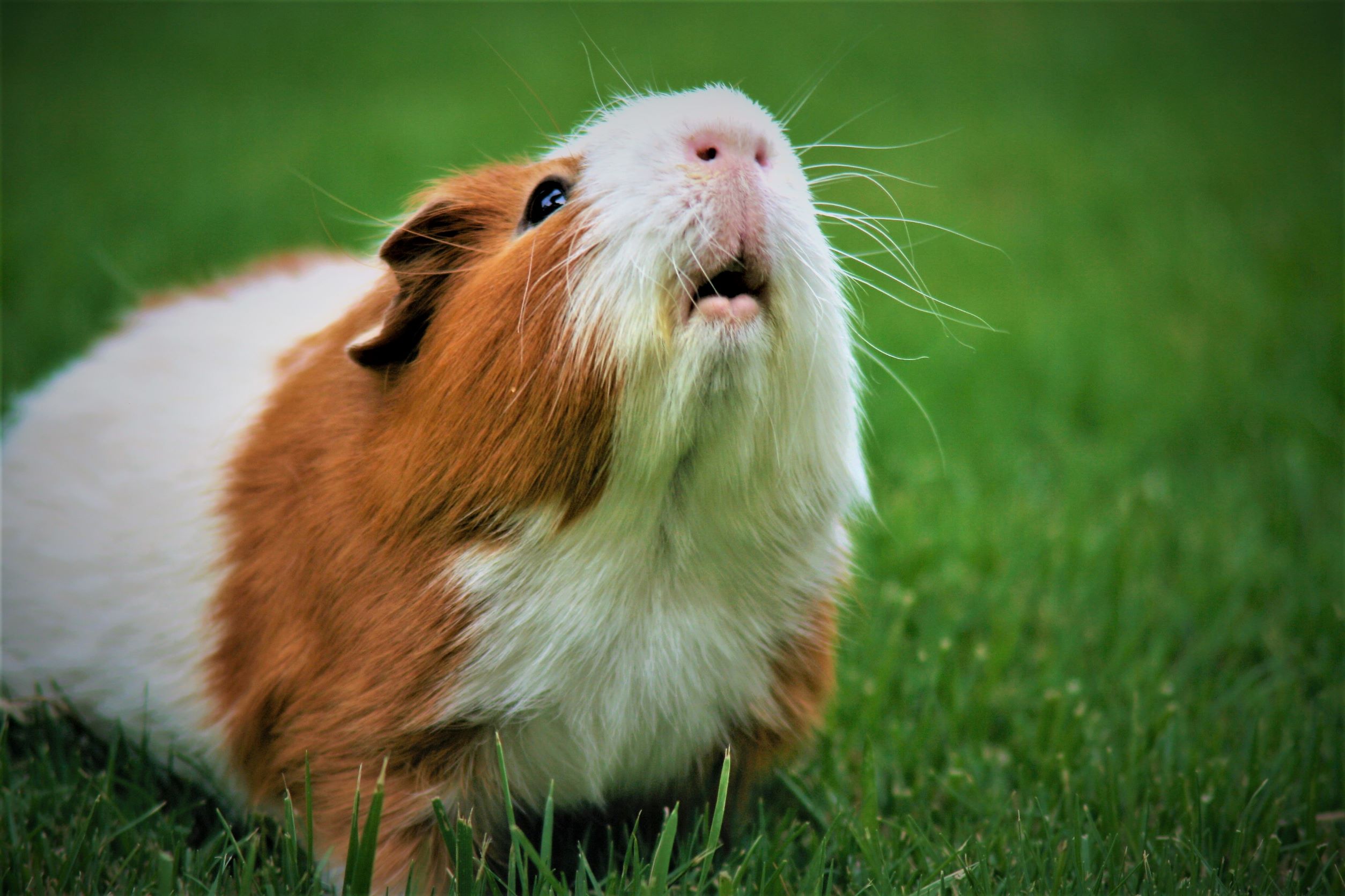A brown and white guinea pig on green grass